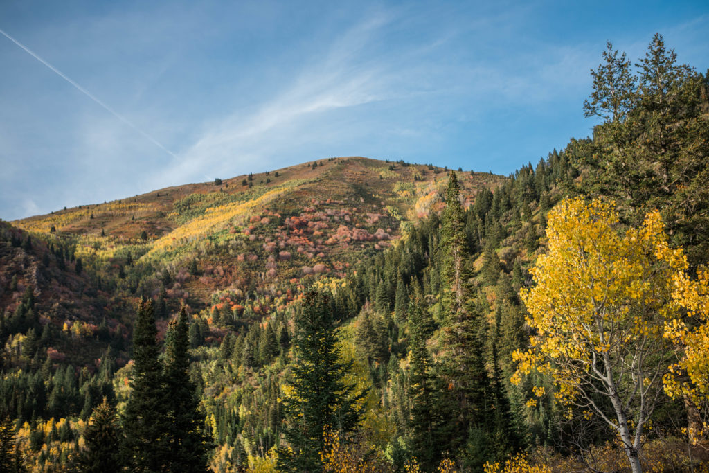 Utah Fall Leaves Road Trip