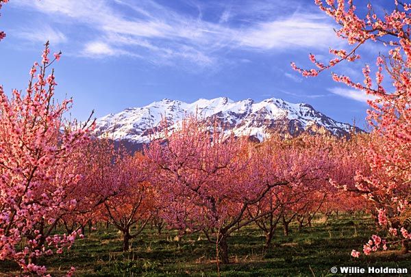 Best Locations to See Cherry Blossoms in Utah this Spring parttimetourists.com #utah #cherryblossoms