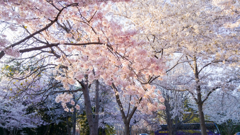 Utah cherry blossoms