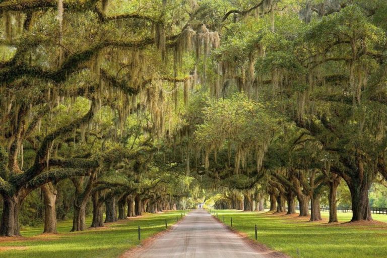 9 Worth-It Charleston Tours To Spice Up Your Vacation [With Photos]