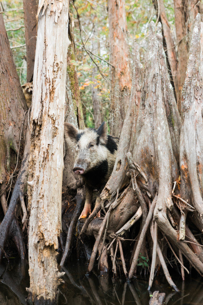 wild boar in swamp tour in new orleans