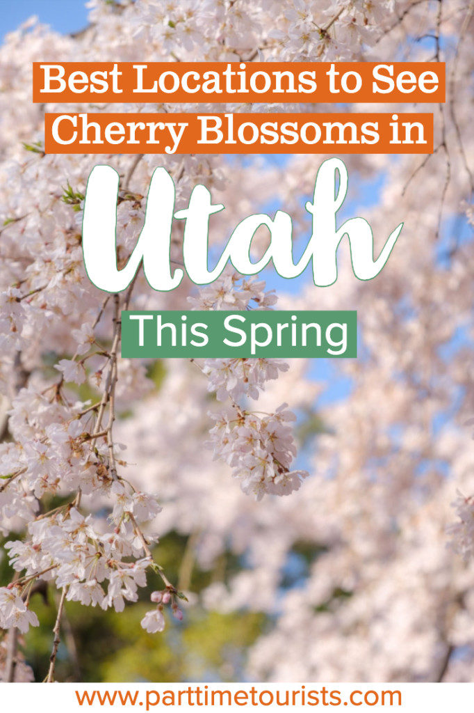 Best Photo Spots To Find Cherry Blossoms In Utah This Spring! Some iconic photo locations include Temple Square and The Utah Captiol, but there are several other spots in the state of Utah to see cherry blossoms!