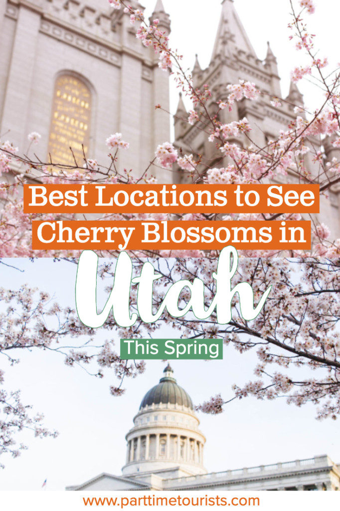 Best Photo Spots To Find Cherry Blossoms In Utah This Spring! Some iconic photo locations include Temple Square and The Utah Captiol, but there are several other spots in the state of Utah to see cherry blossoms!